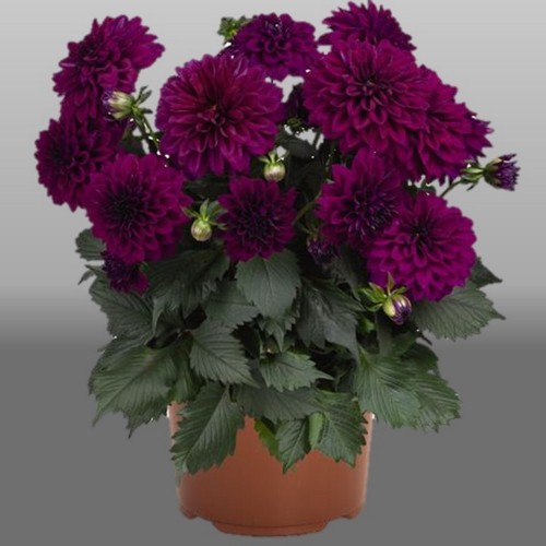 Dahlia hortensis 'Hypnotica® Purple' - Aeddaalia 'Hypnotica® Purple' P9/0,55L